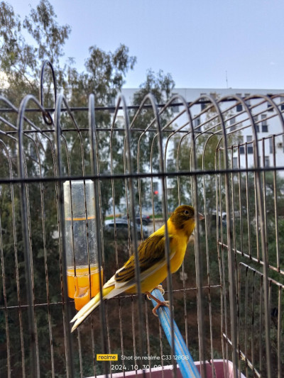 oiseau-1canari-ben-aknoun-alger-algerie