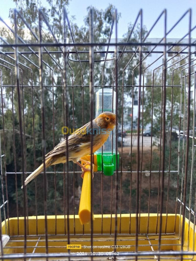 oiseau-canari-ben-aknoun-alger-algerie