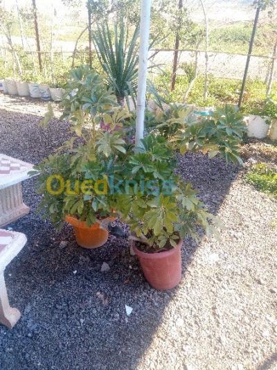 relizane-mazouna-algeria-construction-works-vente-concasseur