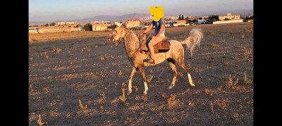 animaux-de-ferme-بيع-حصان-عربي-بربري-6-سنوات-قسنطينة-constantine-algerie