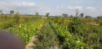 terrain-agricole-vente-blida-ben-khellil-algerie
