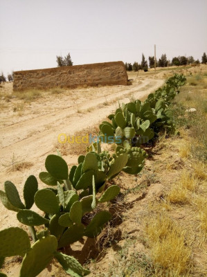 naama-ain-ben-khelil-algerie-terrain-agricole-vente