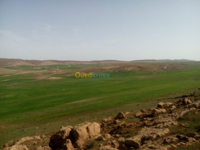 terrain-agricole-vente-tiaret-naima-algerie