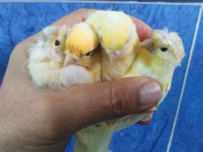 bird-jeune-canaris-mosaique-rouge-bouinan-blida-algeria