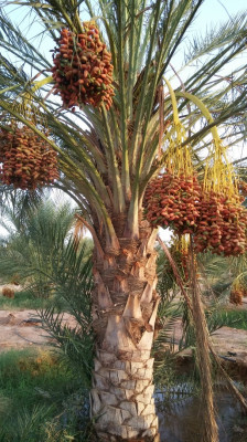 terrain-agricole-echange-biskra-lioua-algerie