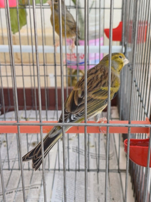 bird-canari-timbrado-draria-alger-algeria