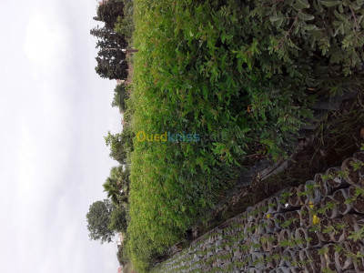 algiers-sidi-moussa-algeria-gardening-تهيئه-الحدائق-المنزلية-و-العامه