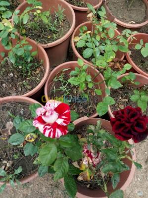 Jardinerie blida rosiers