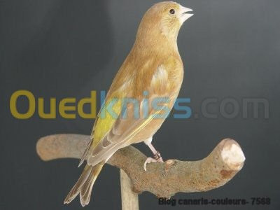 tlemcen-ghazaouet-algerie-oiseau-recherche-verdier-mutation-brune