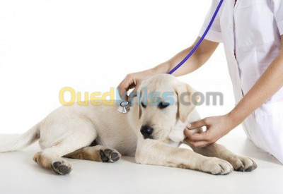 chien-cabinet-veterinaire-طبيب-بيطري-birkhadem-alger-algerie