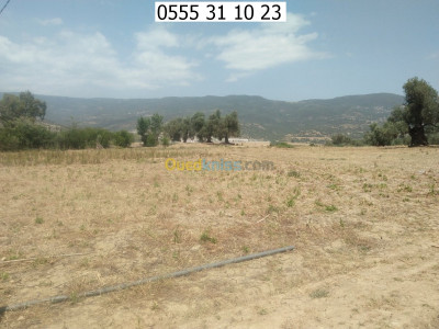 boumerdes-algerie-terrain-agricole-cherche-achat