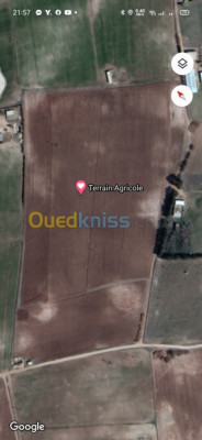 terrain-location-tebessa-el-ma-biodh-algerie