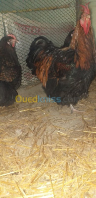 boumerdes-ouled-aissa-algerie-animaux-de-ferme-بيض-مخصب-دجاج-الأربينكتن