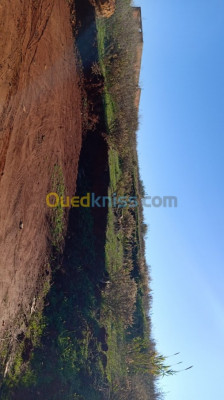 terrain-vente-tipaza-ain-tagourait-algerie