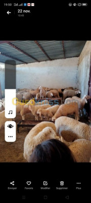 سيدي-بلعباس-الجزائر-حيوانات-المزرعة-خرفان