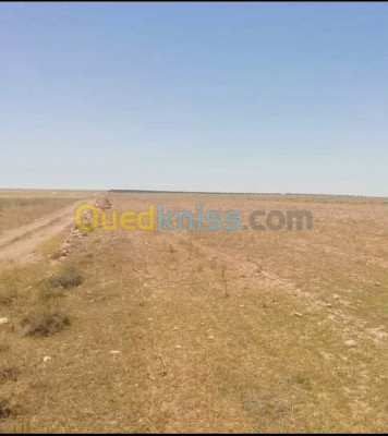 djelfa-ain-oussara-algeria-farmland-sell