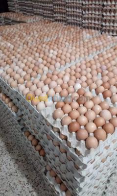 الجزائر-برج-الكيفان-غذائي-vente-et-livraison-des-œufs