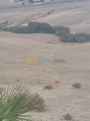 oran-ain-el-kerma-algerie-terrain-agricole-vente