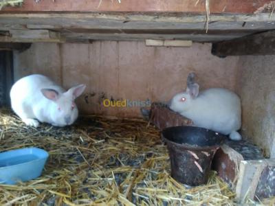 bejaia-akbou-algerie-animaux-de-ferme-lapins