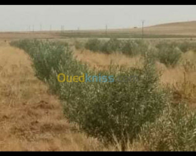 laghouat-aflou-algeria-farmland-vente-terrain-agricole