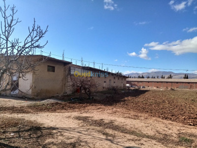 batna-ras-el-aioun-algerie-terrain-agricole-vente