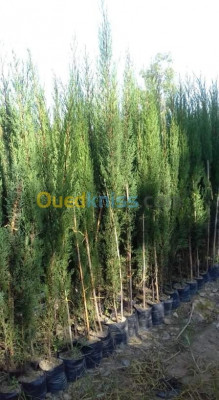 blida-soumaa-algeria-alimentary-اشجار-مثمرة-و-لتزيين-المساحات
