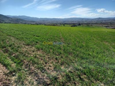 tlemcen-nedroma-algerie-terrain-agricole-vente