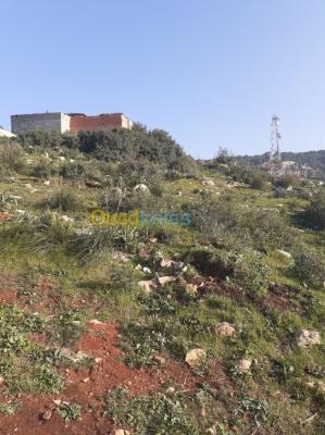 blida-meftah-algerie-terrain-vente