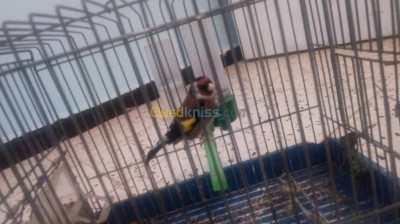 alger-ouled-fayet-algerie-oiseau-chardonet