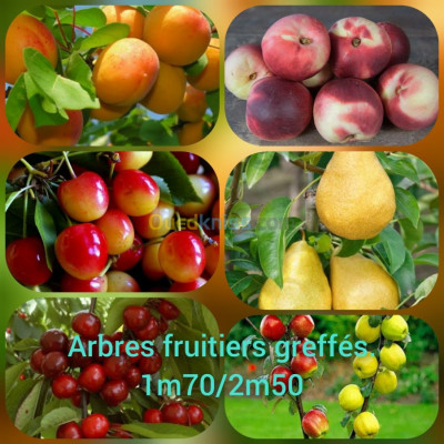 بستنة-أشجار-الفواكه-البليدة-الجزائر
