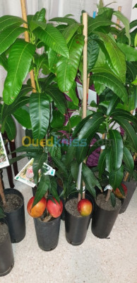 gardening-mango-tree-blida-algeria