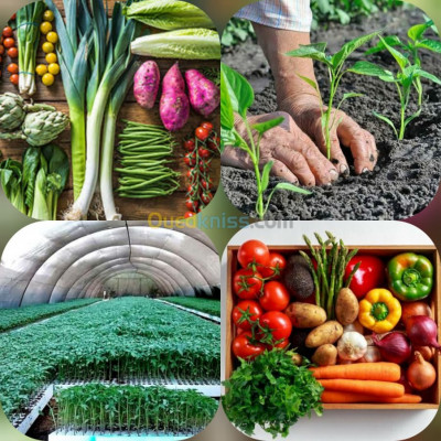 gardening-انتاج-وبيع-جميع-شتلات-الخضروات-blida-algeria