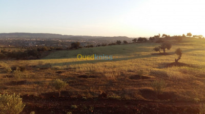 terrain-agricole-location-bouira-ahl-el-ksar-algerie