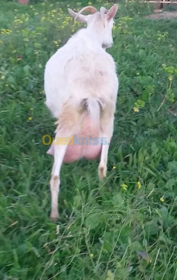 tizi-ouzou-algerie-animaux-de-ferme-chèvre