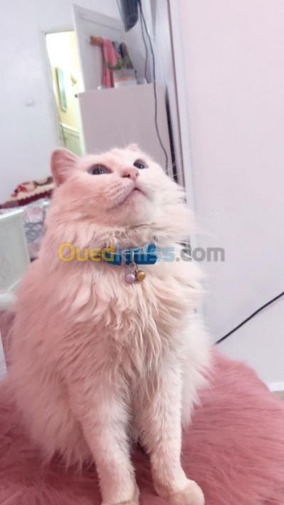blida-mouzaia-algerie-chat-chirazie-pure-femelle