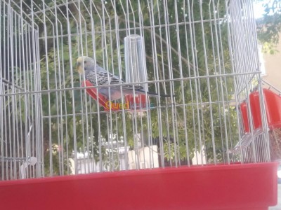 algiers-alger-centre-algeria-bird-couple-perché-vert-et-bleu-dresse-cage