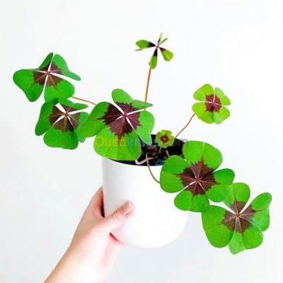 algiers-alger-centre-algeria-gardening-oxalis-iron-cross