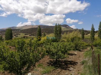 batna-algerie-terrain-agricole-vente