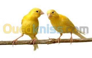 الجزائر-العاشور-عصفور-canaris