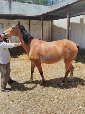 blida-algerie-autre-des-cheval-llbi3