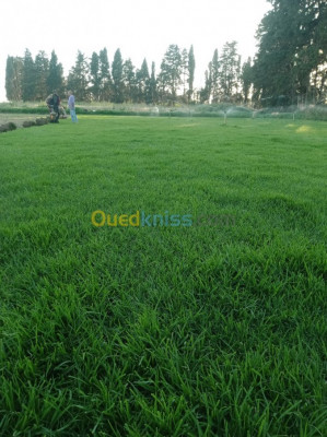 jardinage-تهيئة-للمساحات-الخضراء-جميع-الولايات-ا-blida-chebli-algerie