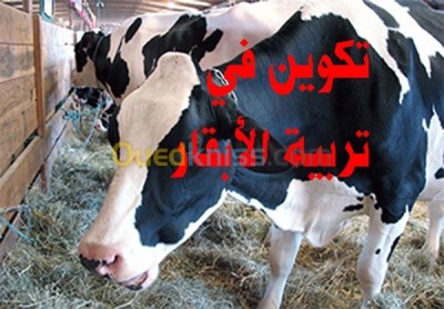 alger-mohammadia-algerie-ecoles-formations-تكوين-في-تربية-الأبقار-bovin
