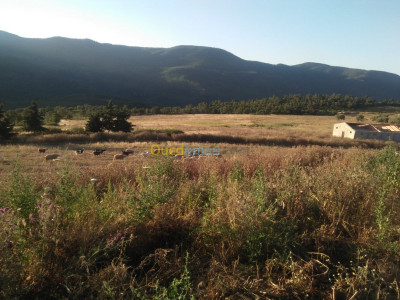 terrain-agricole-vente-bouira-algerie