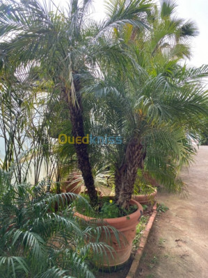jardinage-palmier-nain-roebelenii-ouled-fayet-alger-algerie