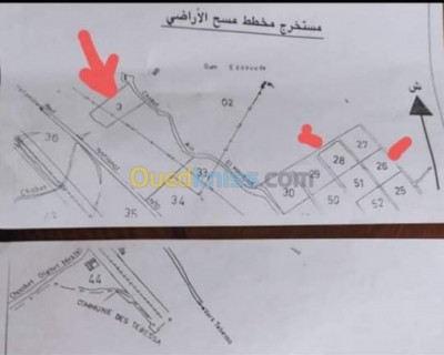 تبسة-الحمامات-الجزائر-أرض-فلاحية-byaa-ard-flahy-tbs-alhmamat