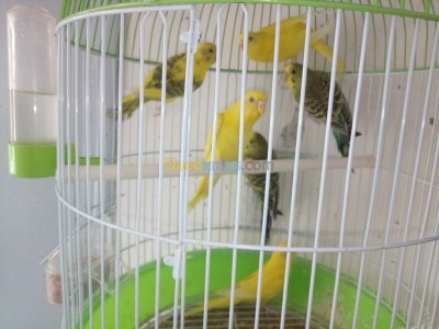 alger-souidania-algerie-oiseau-perruche