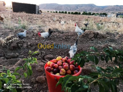 terrain-agricole-vente-batna-ain-touta-algerie