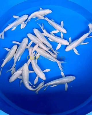 relizane-algeria-fishes-tilapia-carpe-koï-poisson-chat