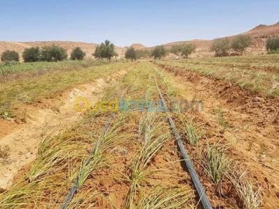 ghardaia-berriane-algerie-autre-بصيلات-بذور-الزعفران-الحر