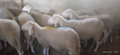 tizi-ouzou-ait-toudert-algerie-animaux-de-ferme-troupeau-brebis-et-moutons